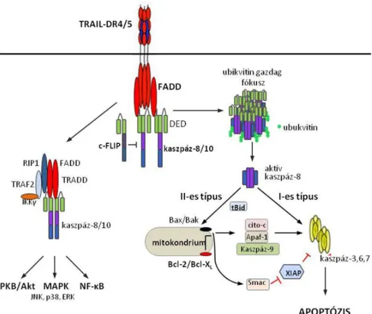 3. ábra: A TRAIL receptorai által aktiválódó molekuláris jelpályák. A  sejtfelszínen a DR4 és DR5  receptorok  trimerekbe  rendeződnek  a  PLAD  doménen  keresztül
