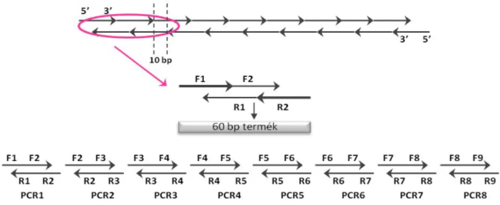 8. ábra: A duális aszimmetrikus PRC elve és alkalmazása a génkonstrukciónk létrehozásában  (Young and Dong, 2004)