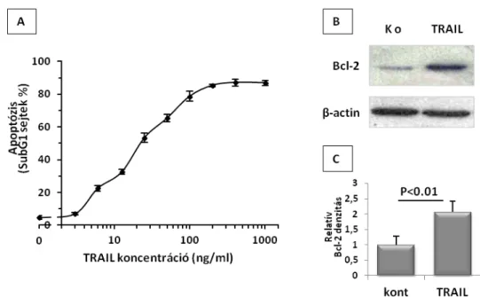 11. ábra:  A TRAIL- kezelést  túlélő  RD  sejtekben  a  Bcl-2 fehérje expressziós szintje  megnő
