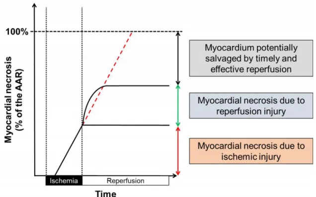 Figure 1. The contribution of ischemia and reperfusion to the final myocardial necrosis.