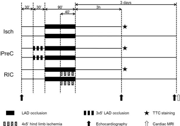 Figure 5. Experimental protocol to test remote ischemic conditioning in an in vivo porcine model of acute myocardial infarction