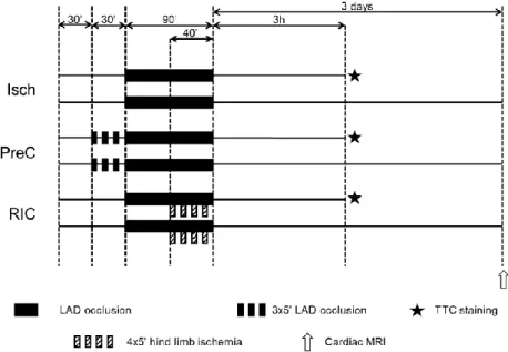 Figure 2. Experimental protocol to test remote ischemic conditioning in an  in vivo porcine model  of  cardiac  ischemia/reperfusion  injury