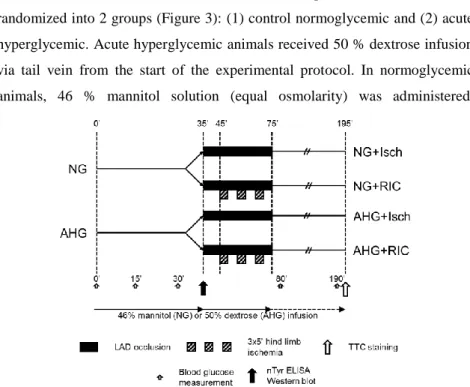 Figure  3.  Experimental  protocol  to  test  the  effect  of  hyperglycemia  on  remote  ischemic  conditioning in an in vivo rat model of acute myocardial infarction