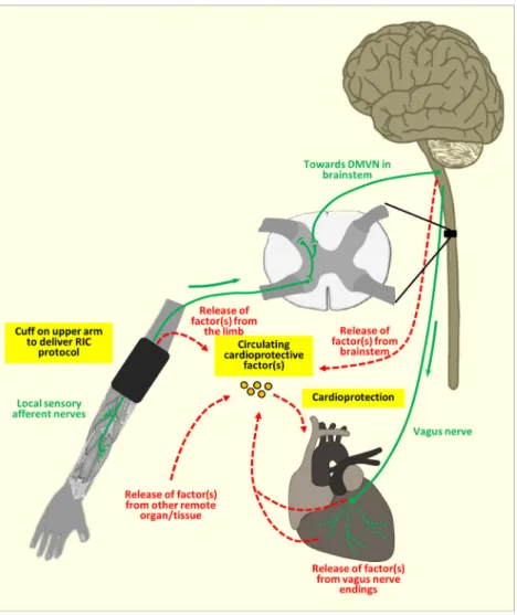 Fig. 1 Connecting the limb to the heart in RIC. This figure shows the potential interplay between the neural pathway (green solid lines) and humoral pathway (broken red lines) in mediating RIC  cardioprotec-tion