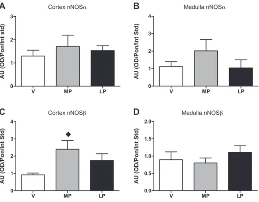Fig. 4. A and B: relative neuronal NOS (nNOS)- ␣ (nNOS ␣ ) protein abundance in  se-ries 3 rats (i.e., NH 2 -terminal antibody) in cortex and medulla in V, MP, and LP rats