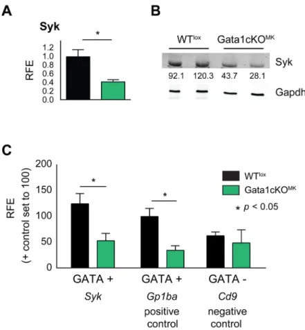 Fig 3. Gata1 regulates Syk expression. (a) Syk mRNA expression levels in Gata1cKO MK and WT lox cultured megakaryocytes measured by qRT-PCR