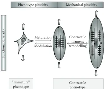 Figure 1: Correlation of phenotype, mechanical and functional plasticity of VSMCs (figure from [41]).