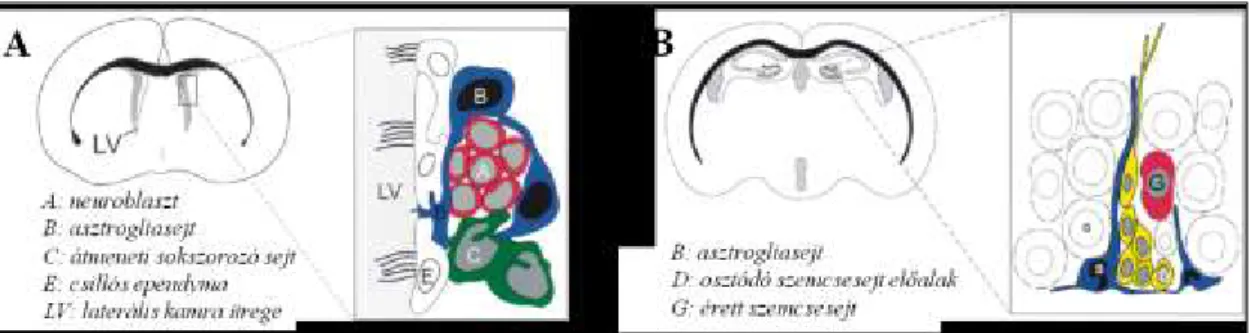 3. ábra:  A  felnőttkori  neurogén régiók elhelyezkedése  felnőtt egér agyban, sematikus  rajz  a  szubventrikuláris  (A)  és  a  szubgranuláris  (B)  zónáról  és  az  idegsejt  képzésben  részt  vevő  sejtekről
