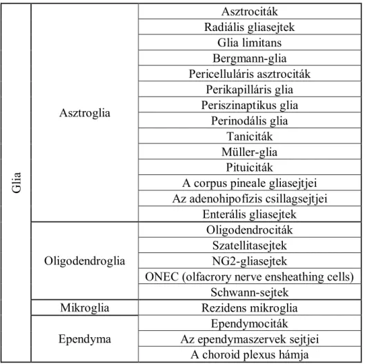 asztroglia, oligodendroglia, mikroglia és ependyma (1. táblázat). E sejttípusok közül a  továbbiakban az asztroglia típusú sejtek jellemzését mutatom be