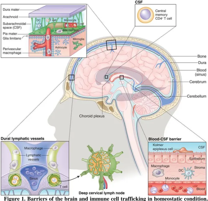 Figure 1. Barriers of the brain and immune cell trafficking in homeostatic condition. 