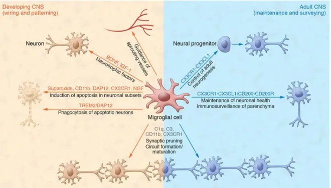 Figure 3. Microglia contribution to normal CNS functions. As resident immune cells in  the CNS, microglia display many functions to maintain tissue homeostasis