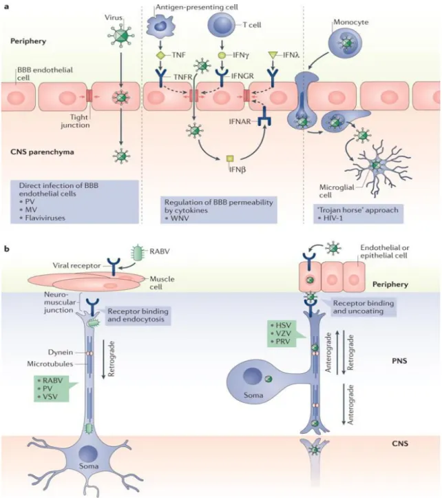 Figure  4.  Different  routes  of  viral  entry  into  the  CNS.  a,  Direct  infection  of  BBB  endothelial  cells,  followed  by  release  of  viral  particles  into  the  parenchyma  (left  panel)