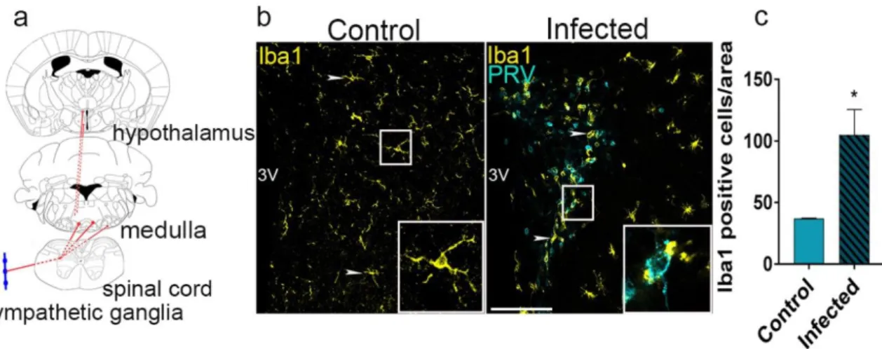 Figure 1. Microglia are recruited to infected neurons in the CNS. a,  Retrograde  trans-synaptic  spread  of  PRV-Bartha-DupGreen  (BDG)  to  the  hypothalamic  paraventricular nucleus (PVN) 6 days after injection