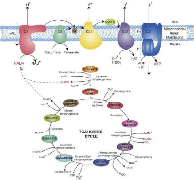 Figure 1. Citric acetate cycle and oxidative phosphorylation. 