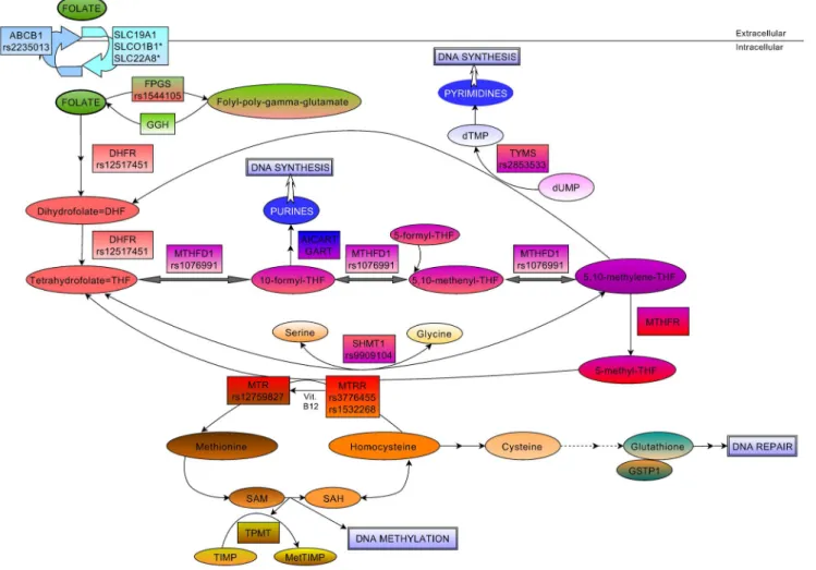 Figure 1. Schematic overview of the intracellular folate pathway. Key molecules and derivatives of the pathway are denoted as ovals, regulatory enzymes as rectangles, affected DNA mechanisms as double rectangles