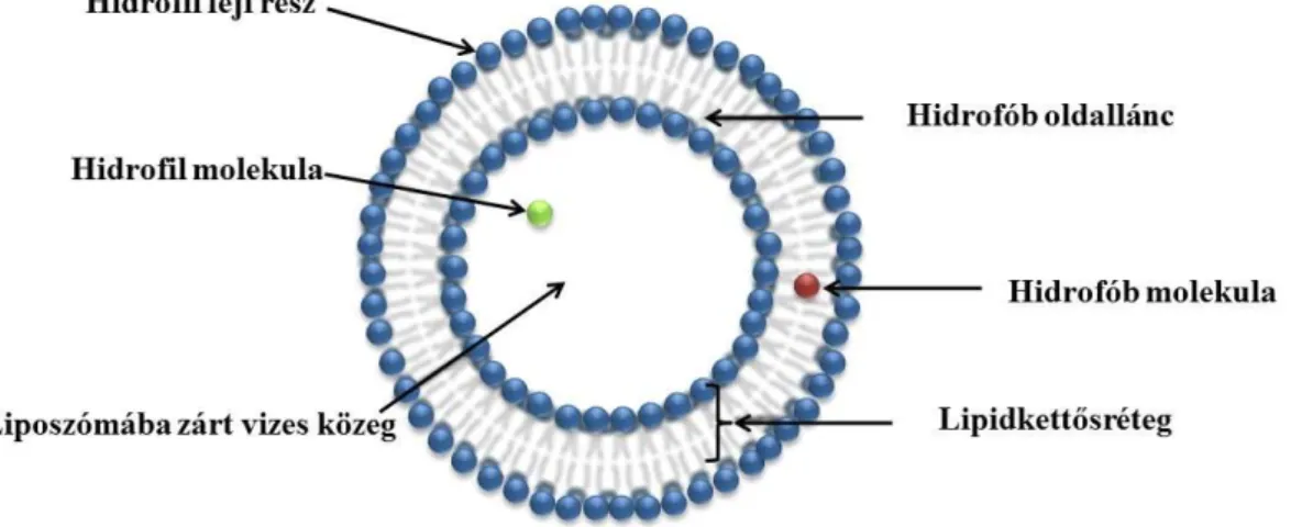 3. ábra A különböző polaritású hatóanyagok elhelyezkedése a liposzóma szerkezetében  (saját készítésű ábra) 