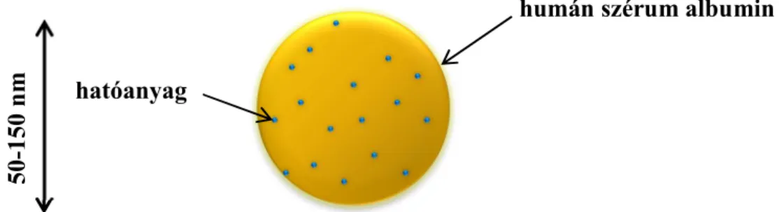 7. ábra Hatóanyag- humán szérum albumin nanokomplexe (saját készítésű ábra)  A következőkben részletesen ismertetem a Nab ®  technológia 3 fő lépését: 