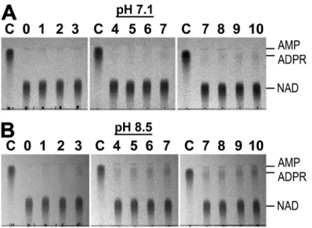 Figure S2.   Spontaneous degradation of NAD in aqueous solution at room temperature. (A and B) 10 mM of enzymatically purified  NAD in either 50 mM HEPES, pH 7.1 (A), or 50 mM Tris, pH 8.5 (B), was incubated at room temperature, and aliquots were removed  