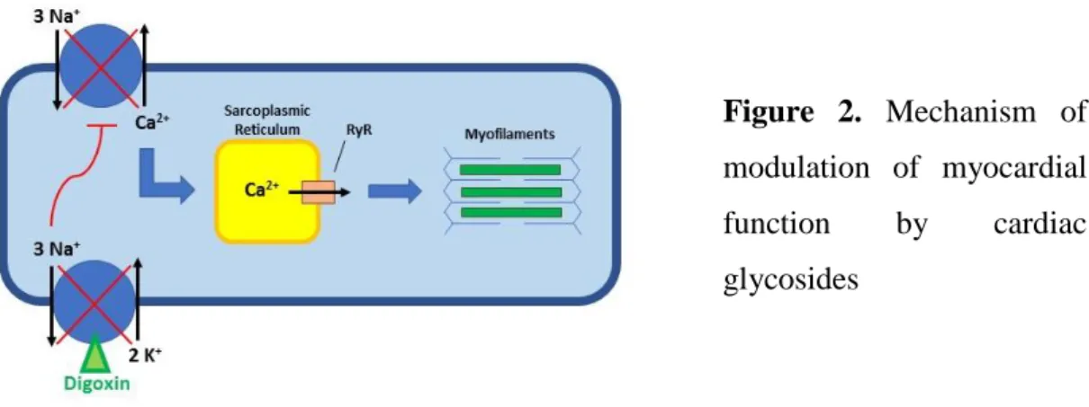 Figure  2.  Mechanism  of  modulation  of  myocardial  function  by  cardiac  glycosides 