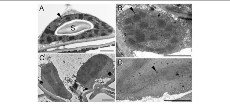 FIGURE 7 | Transmission electron micrographs of chloroplasts in the fourth leaf pair of freshly cut, i.e., rootless spearmint shoots treated with 0 mM NaCl (control, distilled water), 150 mM NaCl (in distilled water), and polyethylene glycol (PEG-6000, in 