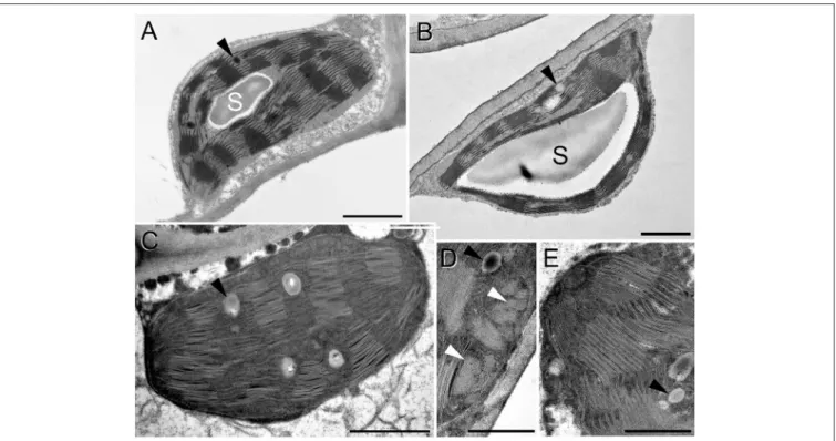 FIGURE 12 | Transmission electron micrographs of chloroplasts in the fourth leaf pair of rooted spearmint shoots treated with 0 mM NaCl (control, distilled water), 150 mM NaCl (in distilled water), and isosmotic polyethylene glycol (PEG-6000, in distilled 