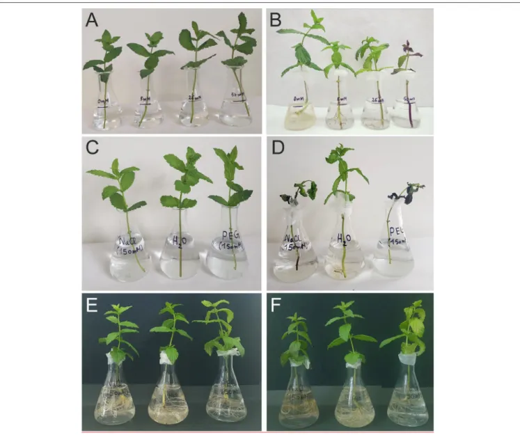 FIGURE 1 | The phenotype of typical spearmint plants used for the various experiments in this work before (A,C,E) and after (B,D,F) of the applied treatments