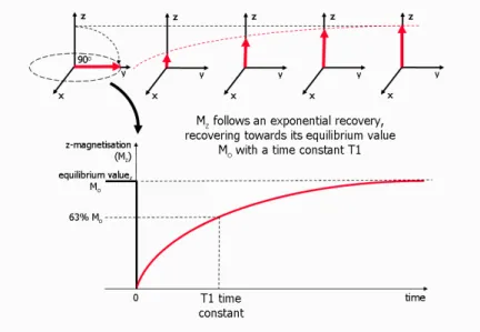 Figure 1  The  overview  of  T1  relaxation  process  (T1  recovery).  The  net  magnetization  vector  (M)  has  been  tipped  into  the  transversal  plane  with  a  90-degree  excitation  pulse