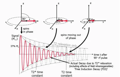 Figure 2  The  overview  of  T2  decay  and  T2*  relaxation  process.  The  net  magnetization  vector  (M)  has  been  tipped  into  the  transversal  plane  with  a  90-degree  excitation  pulse