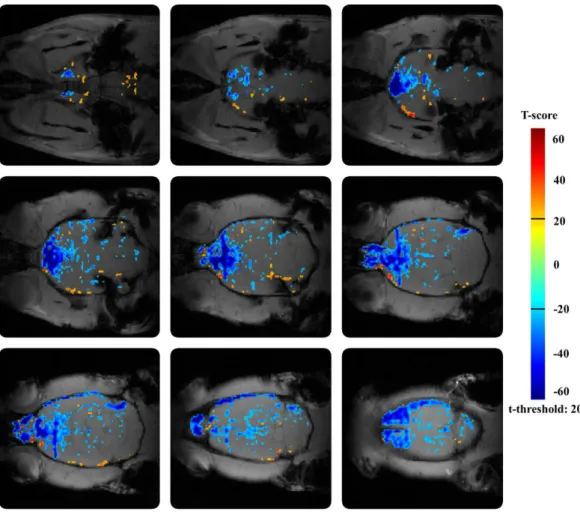 Figure 10  Effect  of  scopolamine  on  BOLD  response  in  the  rat  brain  after  vehiculum  pretreatment