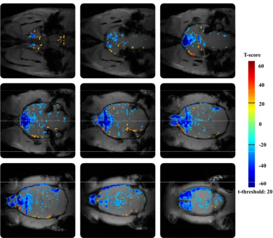 Figure 1  Effect  of  scopolamine  on  BOLD  response  in  the  rat  brain  after  vehiculum pretreatment
