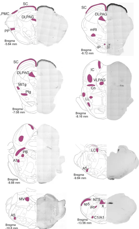 Fig. 1    Distribution of secre- secre-tagogin in the rat brainstem  I.   Secretagogin +  somata were  identified in coronal sections  throughout the rat brainstem