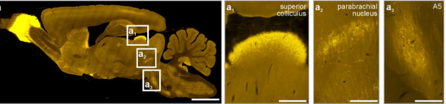 Fig. 3    Distribution of secretagogin in the rat brainstem II. Sagittal sections of the rat brain revealed superior colliculus (a 1 ), the parabrachial  nucleus (a 2 ) and the A5 field (a 3 ) as typical loci which harbour  secretagogin +  neurons