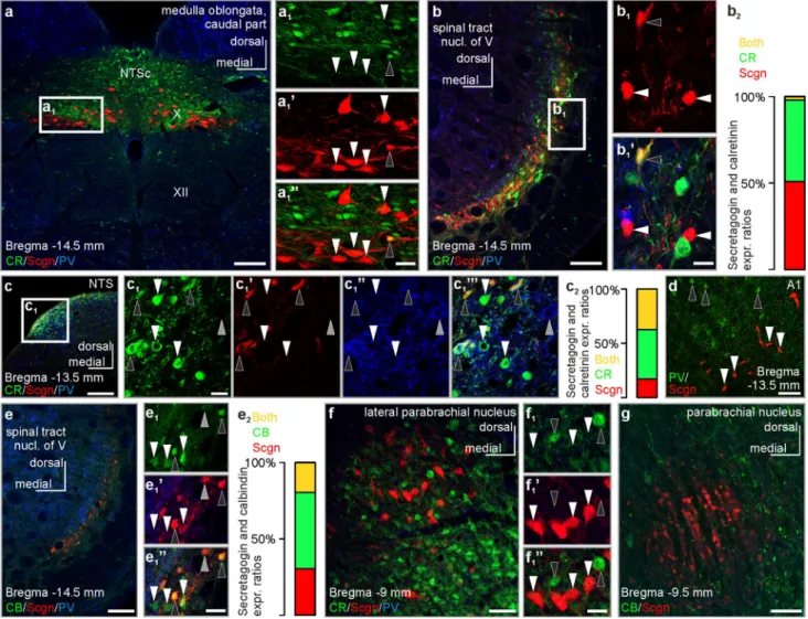 Fig. 5    Co-expression of secretagogin with classical  Ca 2+ -binding  proteins in select brainstem nuclei of the rat