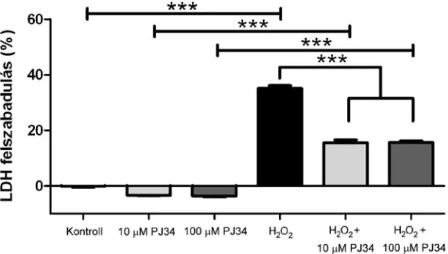 3. ábra  PJ34 citotoxicitás és oxidatív stressz elleni védelem. Kontroll::  -0,18±0,36%,  10  µM PJ34: -3,40±0,16%, 100 µM PJ34: -3,61±0,27%, H 2 O 2 : 35,14±1,01%,  H 2 O 2   +   10  µM PJ34: 15,65±0,95%, H 2 O 2   +  100  µM  PJ34: 15,69±0,54%