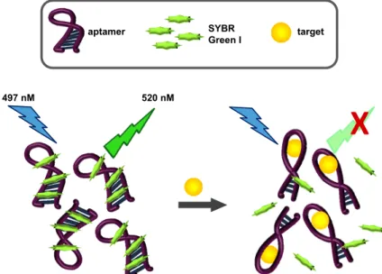 Figure 2. SYBR Green I fluorescence-based OTA aptasensing scheme. In the presence of the  aptamer, SG fluoresces at 520 nM, due to intercalation and other hydrophobic interactions  with the DNA aptamer