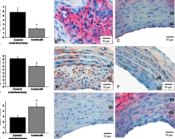 FIGURE 2. Representative photomicrographs (B–C, E–F, and H–I) and semiquantitative scoring (A, D, and G) of immunohistochemical staining for trans- trans-forming growth factor b1 (TGF-b1; red stain, A–C) and a-smooth muscle actin (Alpha-sm actin; brown sta