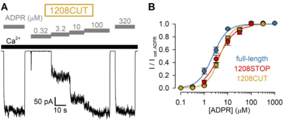 Figure S1. Deletion of nvNUDT9-H coding sequence results in channels indistinguishable from nvTRPM2(1208STOP)