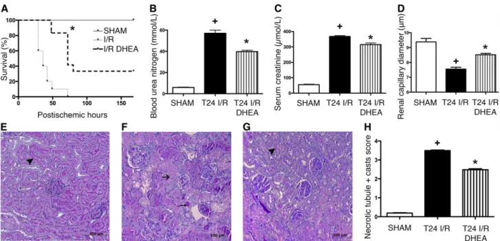 Figure 2. DHEA pretreatment is protective against renal IRI. (A) Postischemic survival was followed for 7 days in rats pretreated with vehicle (I/R) or DHEA (I/R DHEA) 25 and 1 hour before the 50-minute ischemia