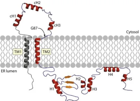 Figure  6.  Secondary  structure  of  the  Sigma-1  receptor.  cH:  cytosolic  helic;  ER:  endoplasmic  reticulum; TM1: transmembrane helix 1; TM2: transmembrane helix 2, H: helix; G87: the first residue in  the GGWMG sequence