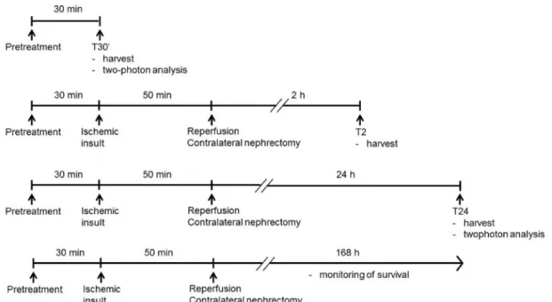 Figure 7. Experimental design of renal IRI 