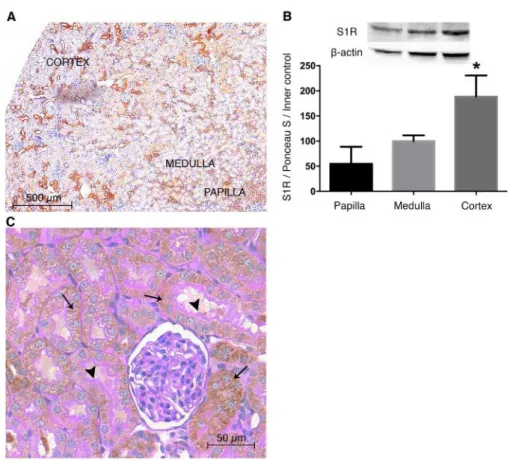 Figure  12.  Sigma-1  receptor  (S1R)  is  predominantly  expressed  in  the  renal  cortex