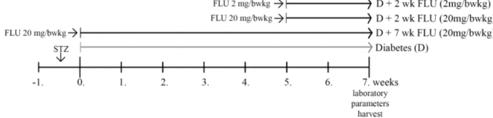 Figure 3. Experimental design of type 1 diabetes mellitus  In vitro model 