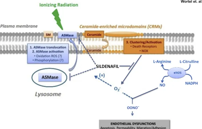 Figure 7. Proposed sildena ﬁ l interaction within radiation-induced endothelial cell dysfunction via ASMase e ceramide e NOX axis