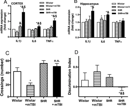Figure 2. Mild TBI induces persistent neuroinflammation and cognitive decline in hypertensive rats