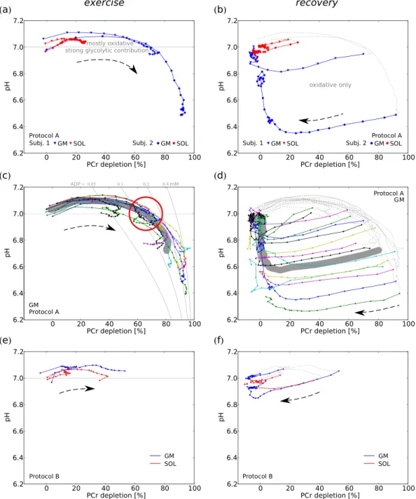 Figure 4.  pH vs. PCr depletion during exercise (left) and recovery (right). Data from GM and SOL at the same  ergometer force of two representative subjects (a,b), and GM of all 15 datasets measured with protocol A (c,d)