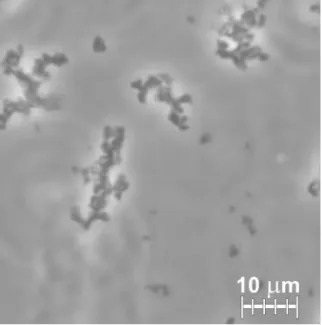 Fig. 2. Phase contrast micrograph of liposomal aggregates in 1 M AS. Large branching objects and smaller aggregates are seen (200x dilution, 0.0795 mg/ml lipid  concen-tration).