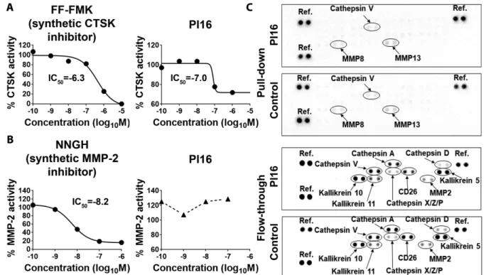 Figure 8. Testing human PI16 as an inhibitor of human matrix metalloprotease-2, cathepsin K, and other skin proteases involved in skin home- home-ostasis and cutaneous inflammation