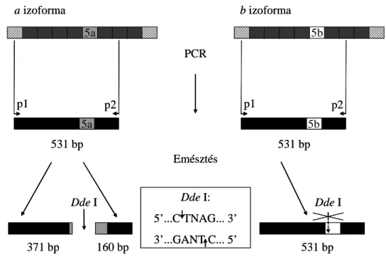 6. ábra: PCR-RFLP módszer a SNAP-25 izoformák azonosítására. Mindkét  izoforma esetében ugyanazzal a primerpárral (p1 és p2) történt az 5