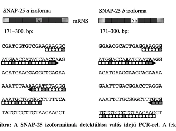 A 9. ábra felső része – ebben az esetben is – a két izoforma mRNS-ének illetve cDNS- cDNS-ének vázlatos felépítését mutatja, bal oldalon az a, jobb oldalon a b variáns látható