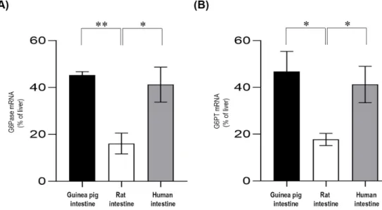 Figure 3. Real-time PCR analysis for the glucose-6-phosphatase (A) and glucose-6-phosphate  transporter (B) mRNA expression levels